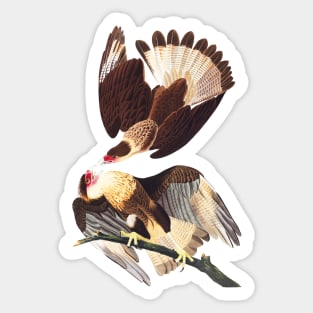 Caracara Eagles No. 2 Sticker